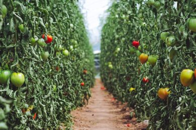 (Car)bon Appétit: Crafting a Culinary Carbon Program